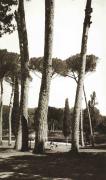 Arbres - Rome, Italie, 1909 © G. Wolkowitsch