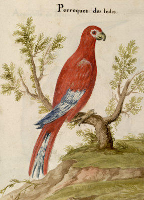 perroquet-indes